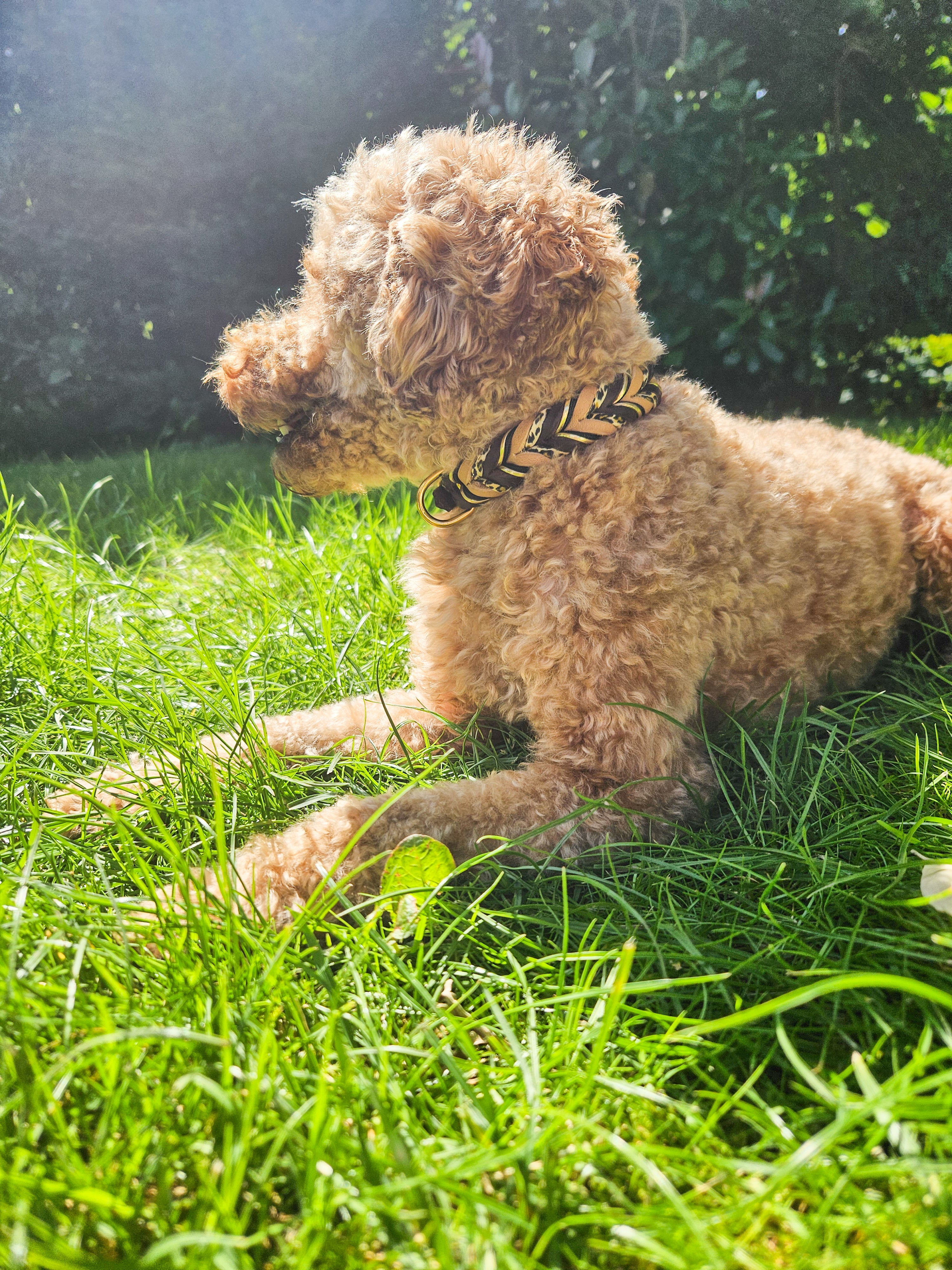 Hundehalsband "Classy Leo"