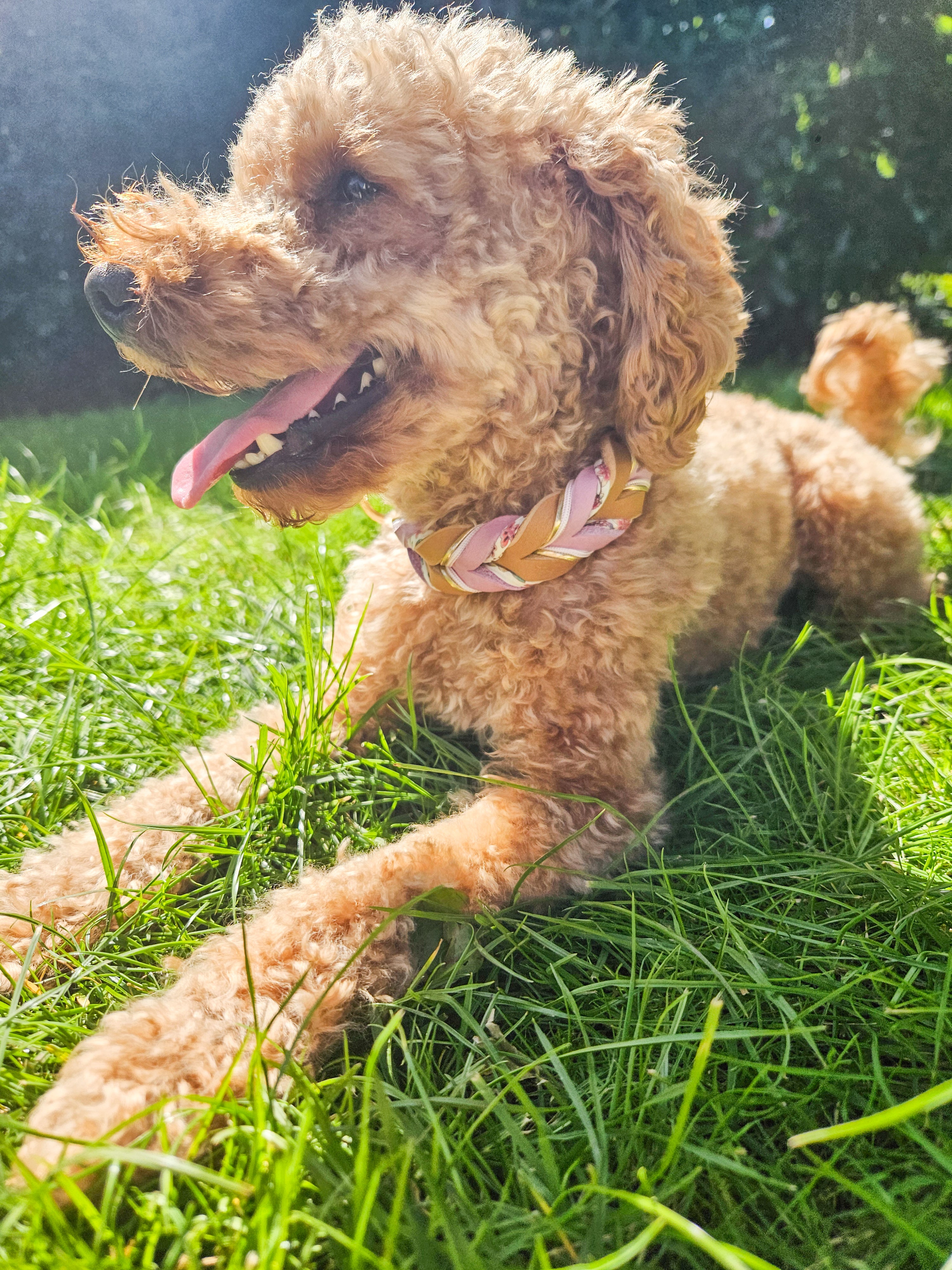 Hundehalsband "Lilac Flowers"