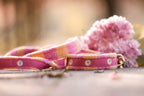 Halsband & Leine Pink/Orange