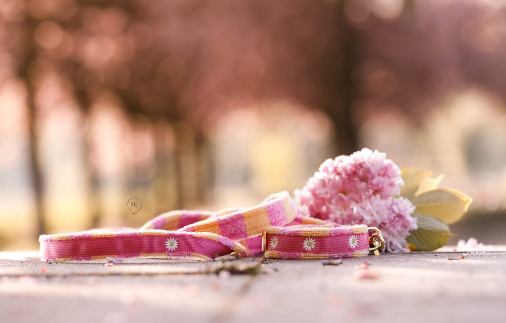 Halsband & Leine Pink/Orange