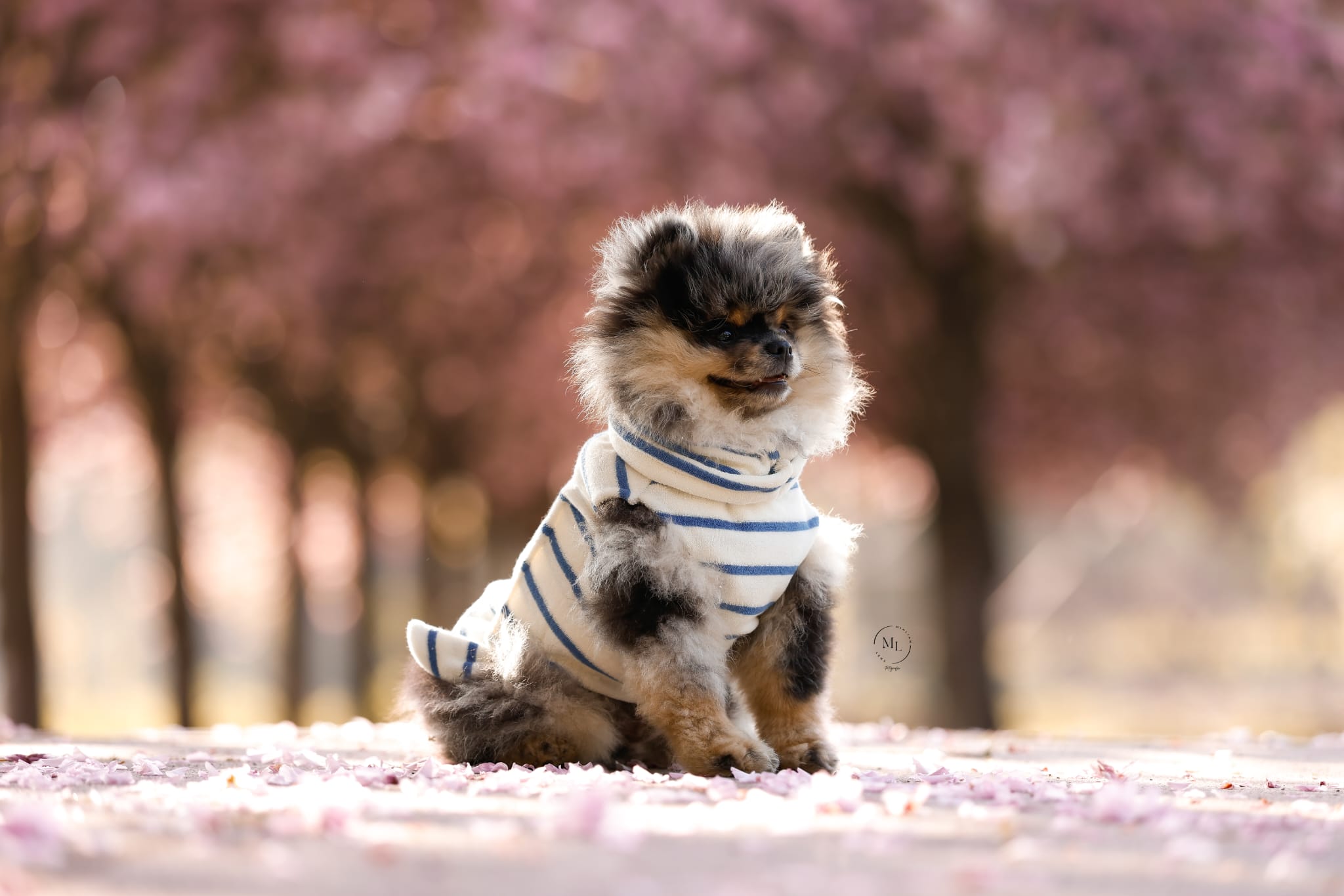 Hunde-Bademantel Frottee - Streifen Blau